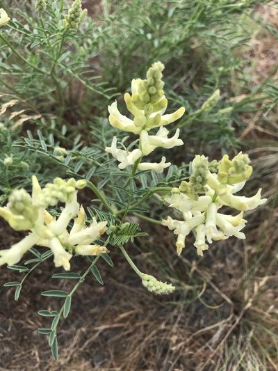 Astragalus tweedyi, photographed by Michael O'Loughlin