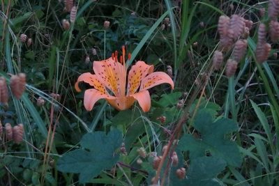 Lilium maculatum, photographed by harum.koh