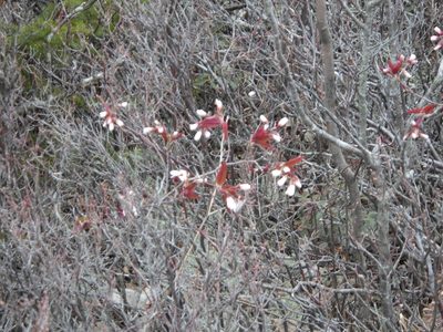 Amelanchier laevis, photographed by Ben Armstrong