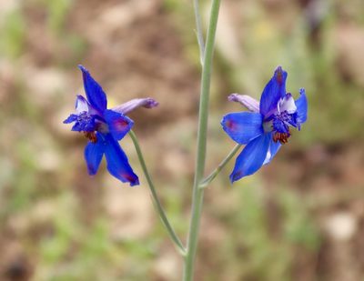 Delphinium scaposum, photographed by Fluff Berger
