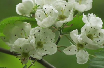 Crataegus holmesiana, photographed by Adam Kranz