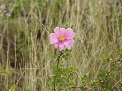 Rosa stellata, photographed by CK2AZ