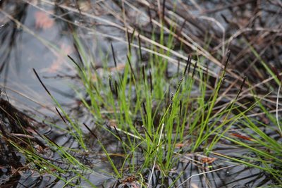 Carex scirpoidea, photographed by Quinten Wiegersma