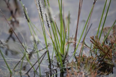 Carex scirpoidea, photographed by Quinten Wiegersma