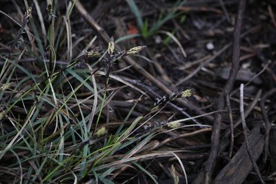 Carex richardsonii, photographed by Quinten Wiegersma