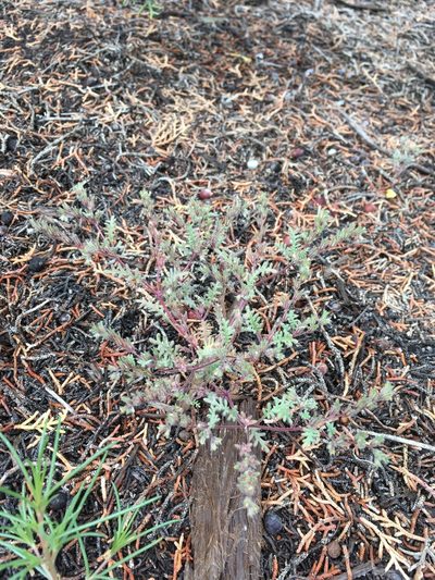 Phacelia ivesiana, photographed by Cecelia Alexander