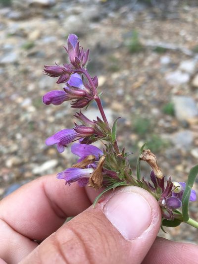 Penstemon breviculus, photographed by Cecelia Alexander