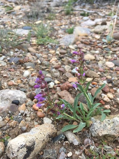 Penstemon breviculus, photographed by Cecelia Alexander