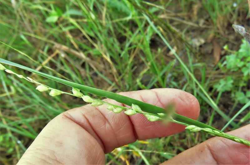 Setaria reverchonii, photographed by Annika Lindqvist