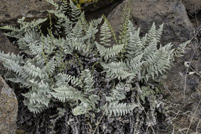 Myriopteris rufa, photographed by Craig Martin