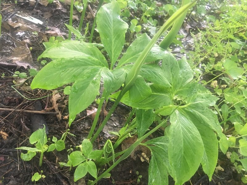 Pinellia pedatisecta, photographed by Dawn VanDeman