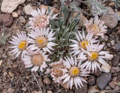 Townsendia scapigera, photographed by Tim Messick