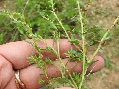 Blitum nuttallianum, photographed by Sam Kieschnick