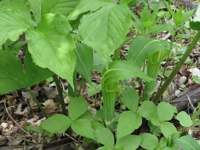 Arisaema amurense, photographed by Repina Tatyana