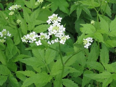 Cardamine leucantha, photographed by Repina Tatyana