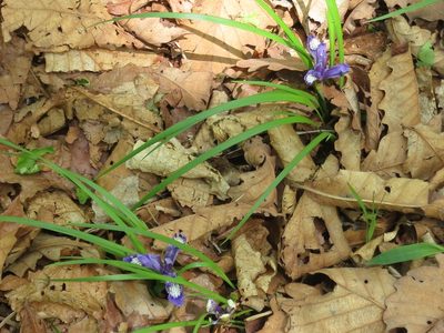 Iris uniflora, photographed by Repina Tatyana