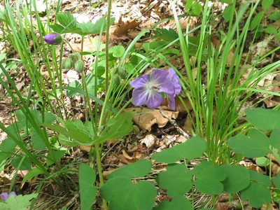 Geranium platyanthum, photographed by Repina Tatyana