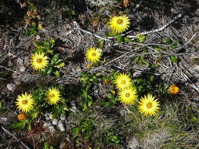Xerochrysum subundulatum, photographed by Steve Kerr