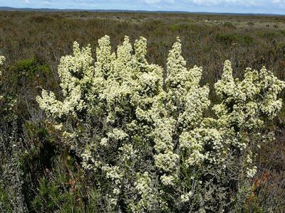 Ozothamnus hookeri, photographed by Steve Kerr