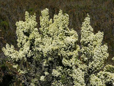 Ozothamnus hookeri, photographed by Steve Kerr