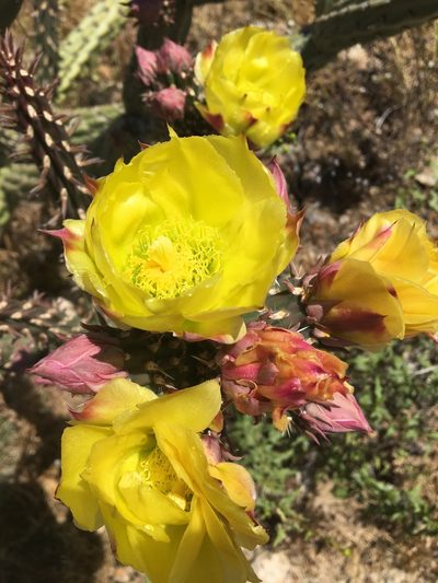 Cylindropuntia californica, photographed by Vincent Weber