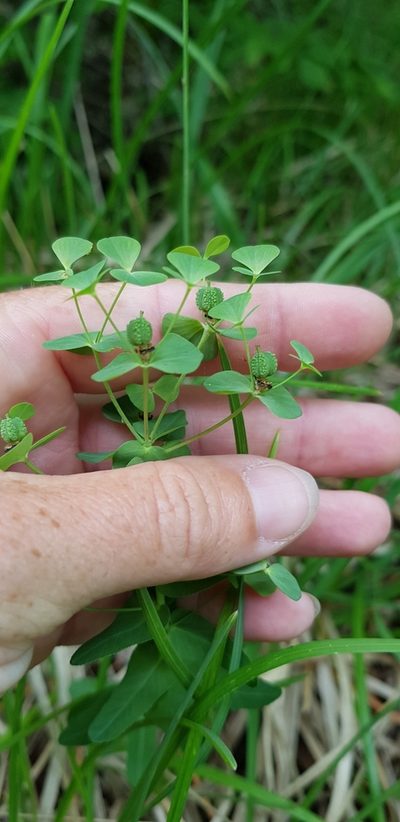 Euphorbia condylocarpa, photographed by Татьяна Прозорова