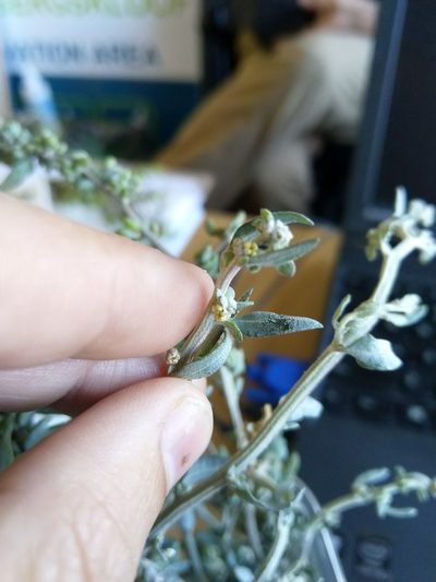 Atriplex vestita, photographed by Jacques van der Merwe