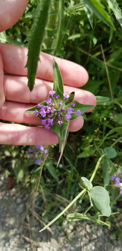 Ziziphora capitata, photographed by Татьяна Прозорова