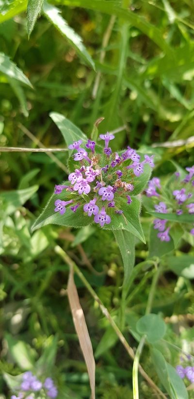Ziziphora capitata, photographed by Татьяна Прозорова