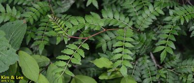 Zanthoxylum piperitum, photographed by Kim, Hyun-tae