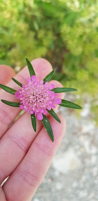 Lomelosia micrantha, photographed by Татьяна Прозорова