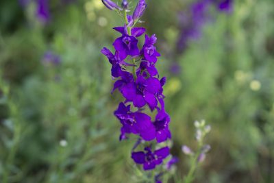 Delphinium ajacis, photographed by Conrad Altmann
