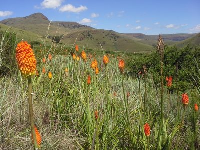 Kniphofia linearifolia, photographed by Jimmy Whatmore