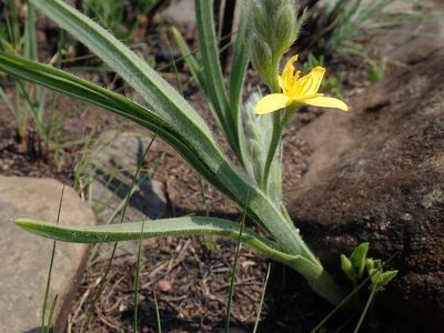 Hypoxis rigidula, photographed by Jimmy Whatmore