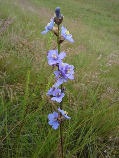 Aristea angolensis, photographed by Jimmy Whatmore