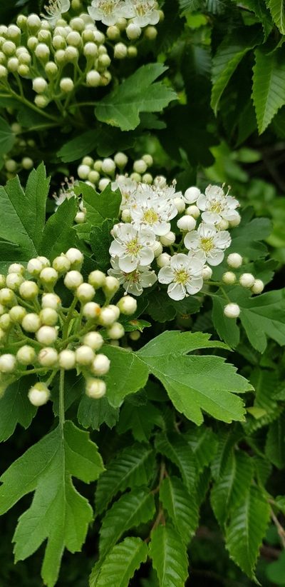 Crataegus pentagyna, photographed by Татьяна Прозорова