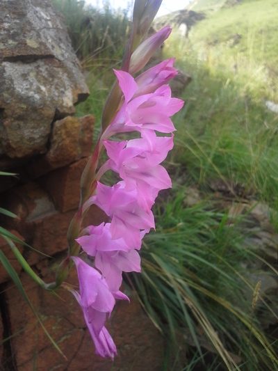 Gladiolus varius, photographed by Jimmy Whatmore