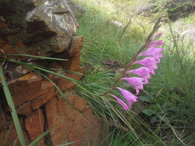 Gladiolus varius, photographed by Jimmy Whatmore