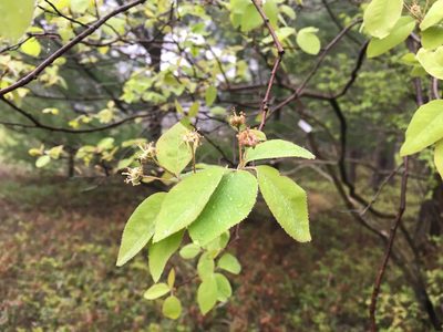 Amelanchier bartramiana, photographed by Bonnie Isaac