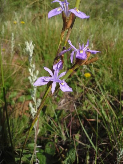 Moraea natalensis, photographed by Jimmy Whatmore