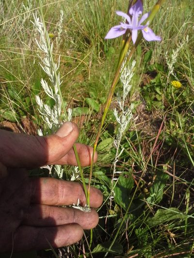 Moraea natalensis, photographed by Jimmy Whatmore