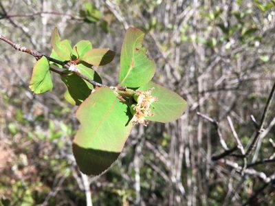 Amelanchier bartramiana, photographed by Bonnie Isaac