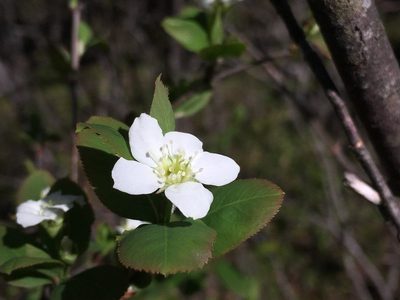 Amelanchier bartramiana, photographed by Bonnie Isaac