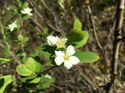 Amelanchier bartramiana, photographed by Bonnie Isaac