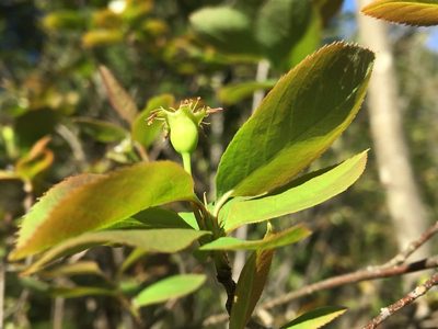 Amelanchier bartramiana, photographed by Bonnie Isaac