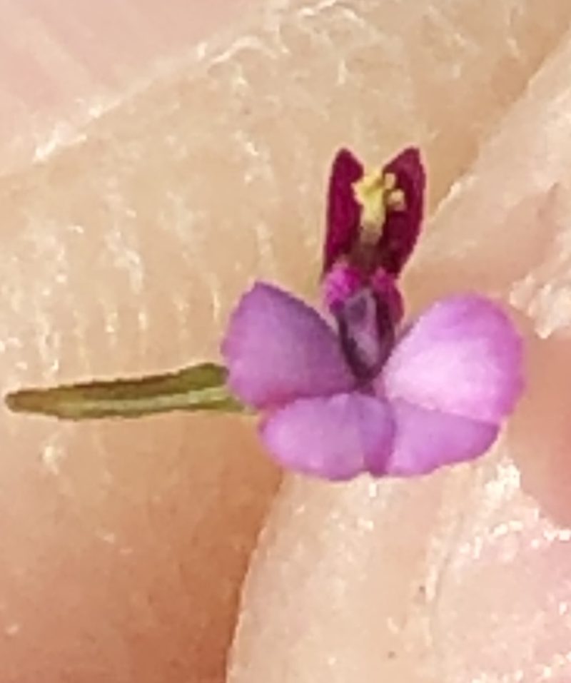 Muraltia divaricata, photographed by Dave U