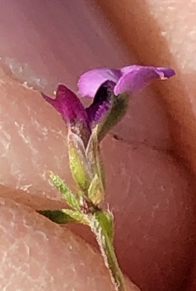 Muraltia divaricata, photographed by Dave U