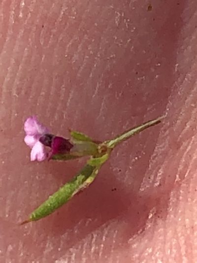 Muraltia divaricata, photographed by Dave U