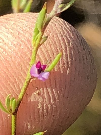 Muraltia divaricata, photographed by Dave U