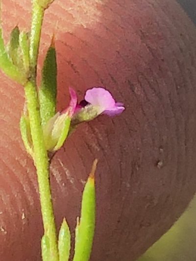 Muraltia divaricata, photographed by Dave U